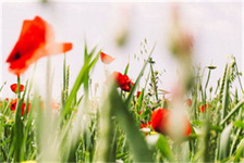 中秋遇上教师节（中秋遇上教师节）